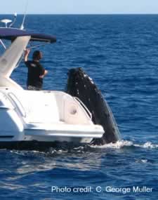 Humpback by boat